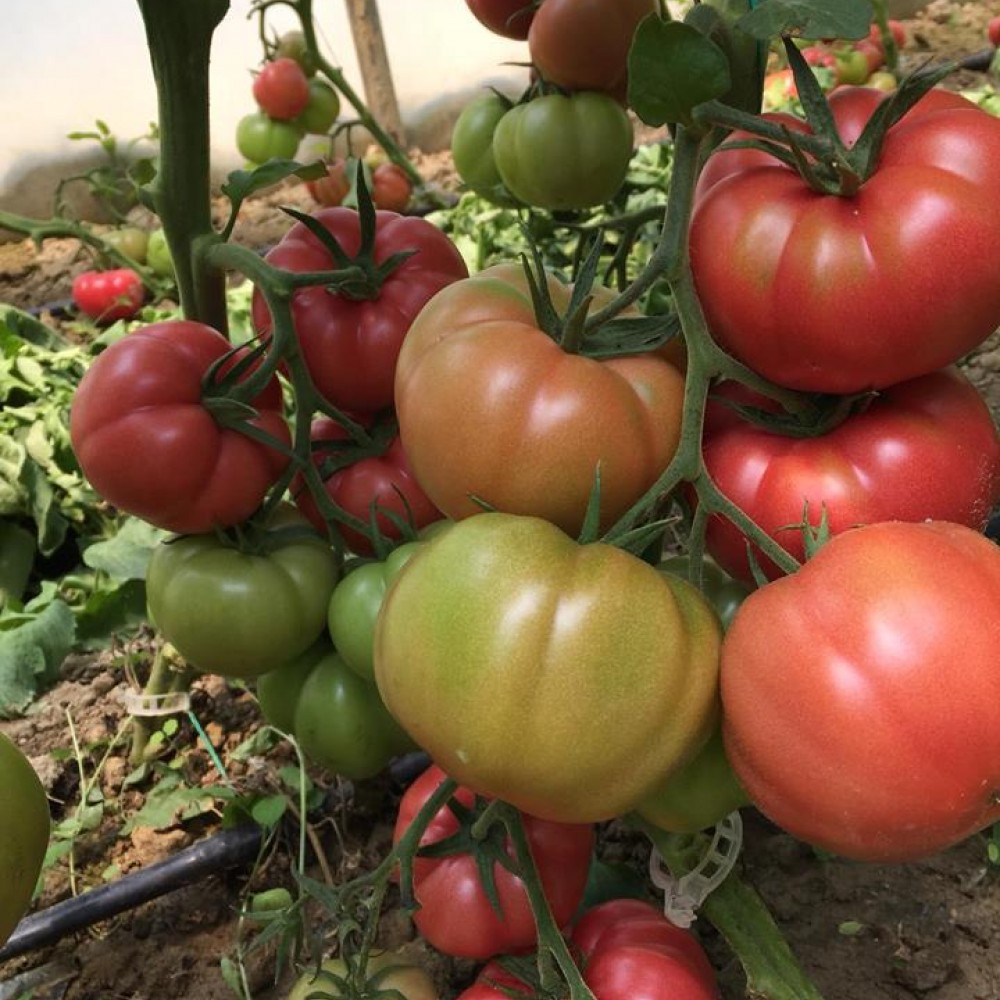 Gülköy F1 Domates Fidesi