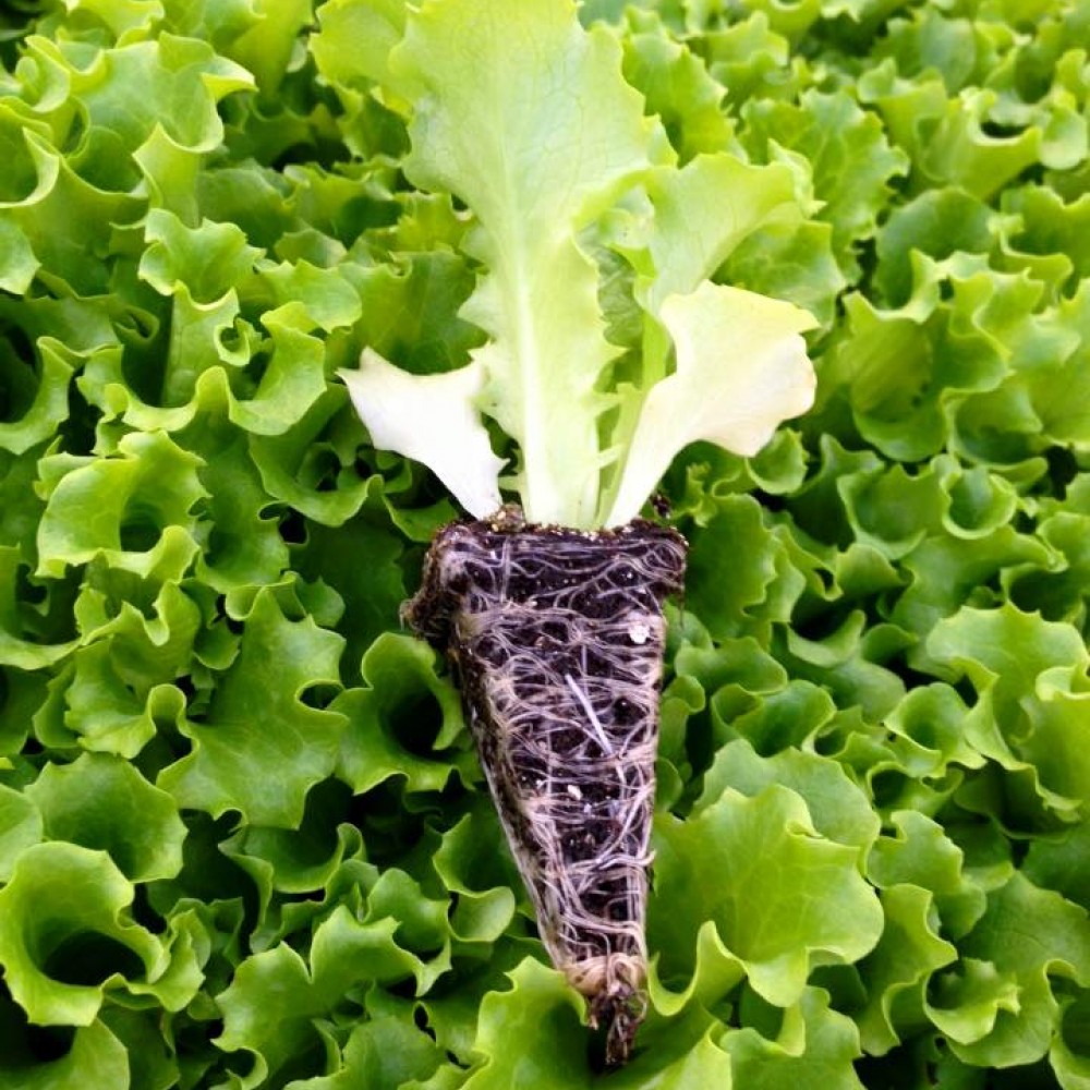 Caipira Kıvırcık Marul Fidesi