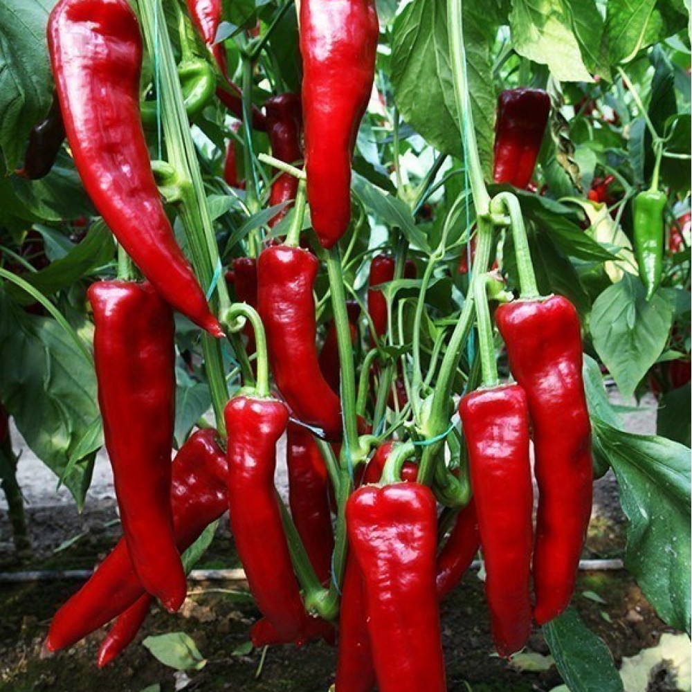 Standart Kapya Biber Fidesi