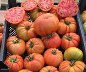 Kuzeyköy F1 Domates Fidesi