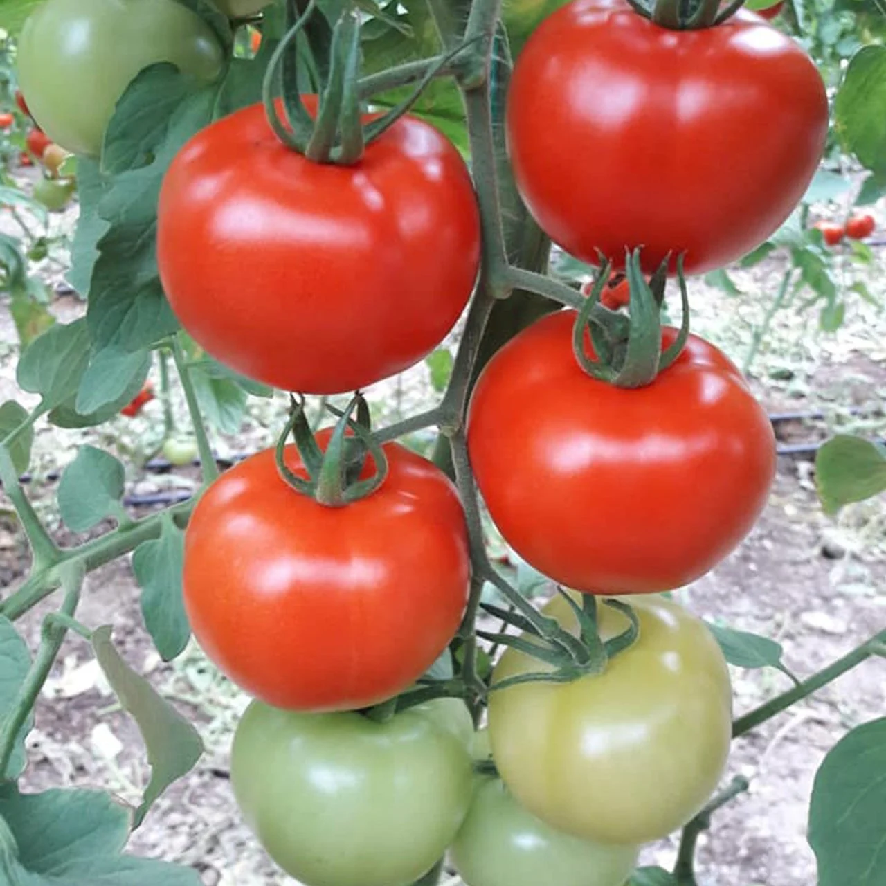Corvette F1 Sırık Domates Fidesi