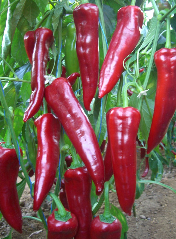 Semerkand F1 Kapya Biber Fidesi