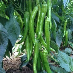 Mostar F1 Sivri Biber Fidesi